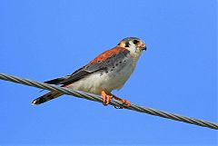 American Kestrel